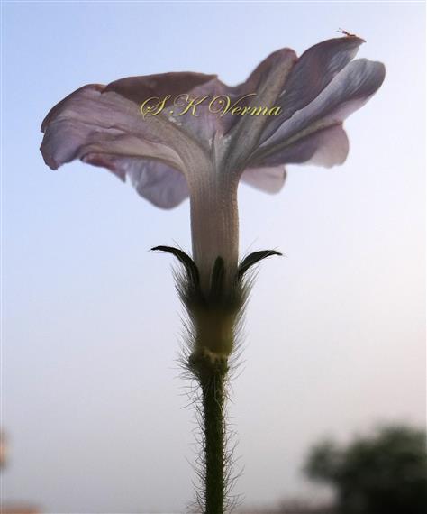  Flower